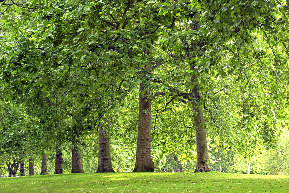 A row of tall leafy trees in a green park with grassy ground, calm natural mood suggesting community gathering space