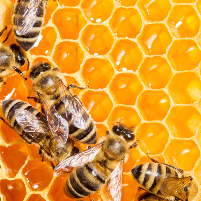 Close-up of bees working on an orange honeycomb structure, warm and industrious mood.